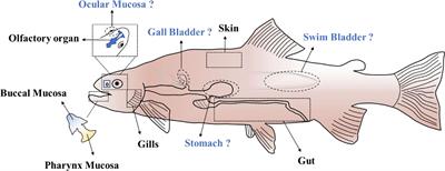 Immunoglobulins, Mucosal Immunity and Vaccination in Teleost Fish